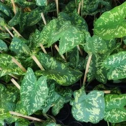 Colocasia 'Hilo Beauty' -Garden-Plants Colocasia Hilo beauty 2