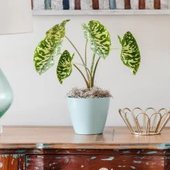 Colocasia 'Hilo Beauty'