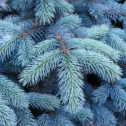 Colorado Blue Spruce Tree -Garden-Plants Colorado BLue Spruce 1 FGT