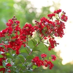 Colorama™ Scarlet Crape Myrtle Tree -Garden-Plants Colorama Scarlet Crape Myrtle 2