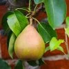 Comice Pear Tree -Garden-Plants Comice Pear FGT 600x600 60b83431 5172 4869 a985 6d5b77fbab58