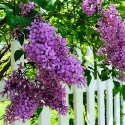 Common Purple Lilac -Garden-Plants Common Purple Lilac 3
