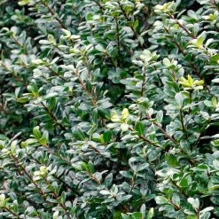 Compacta Japanese Holly Shrub -Garden-Plants Compacta Holly 2