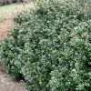 Compacta Japanese Holly Shrub -Garden-Plants Compacta Holly 600x600 e05b0316 28ef 4fcf 94c4 5087edca450f
