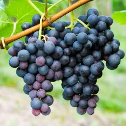 Concord Grape 9 Concord Grape -Garden-Plants Concord Grape 1 FGT