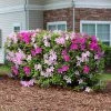 Conversation Piece Azalea -Garden-Plants Conversation piece Azalea FGT 600x600 af6119cf 9873 47f5 ba34 a8d27b87be7d