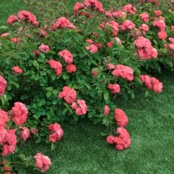 Coral Drift® Rose 7 Coral Drift® Rose -Garden-Plants Coral Drift Rose 2 FGT