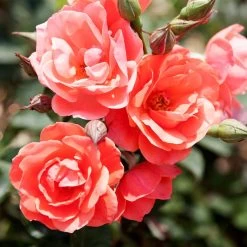 Front Page -Garden-Plants Coral Knockout Rose 1 FGT