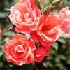 Coral Knock Out® Rose Shrub 1 Coral Knock Out® Rose Shrub -Garden-Plants Coral Knockout Rose FGT 600x600 648fed75 c4bc 4987 93a6 de7b93aadabc