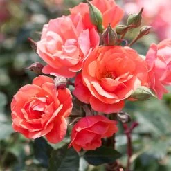 Coral Knock Out® Rose Tree -Garden-Plants Coral Knockout Rose Tree 1