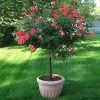 Coral Knock Out® Rose Tree -Garden-Plants Coral Knockout Rose Tree 600x600 05e0cc69 e956 4022 80fb c98c8cc707a2