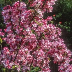 Coralburst® Crabapple -Garden-Plants Coralbust Crabapple 1