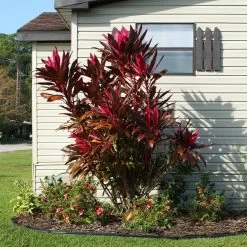 Hawaiian Ti Plant -Garden-Plants Cordyline Ti tree 2 FGT