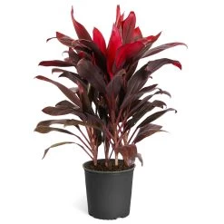 Hawaiian Ti Plant -Garden-Plants Cordyline Ti tree 3G