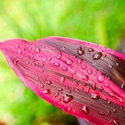 Hawaiian Ti Plant -Garden-Plants Cordyline Ti tree 5