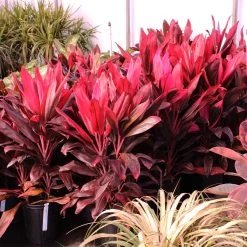 Hawaiian Ti Plant -Garden-Plants Cordyline Ti tree 7