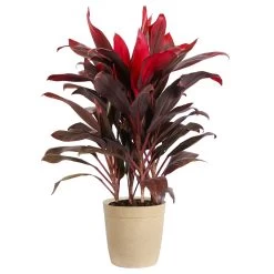 Hawaiian Ti Plant -Garden-Plants Cordyline Ti tree tan