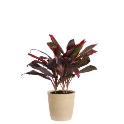 Hawaiian Ti Plant -Garden-Plants Cordyline Ti tree tan 1 2