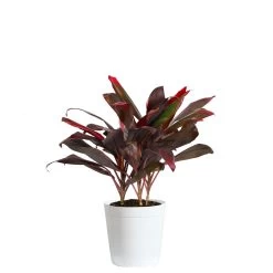 Hawaiian Ti Plant -Garden-Plants Cordyline Ti tree white 1 2