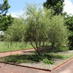 Corkscrew Willow Tree 10 Corkscrew Willow Tree -Garden-Plants Corkscrew Willow 1