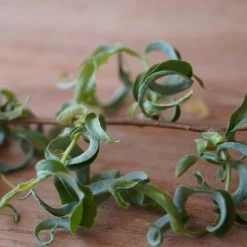 Corkscrew Willow Tree 12 Corkscrew Willow Tree -Garden-Plants Corkscrew Willow 2