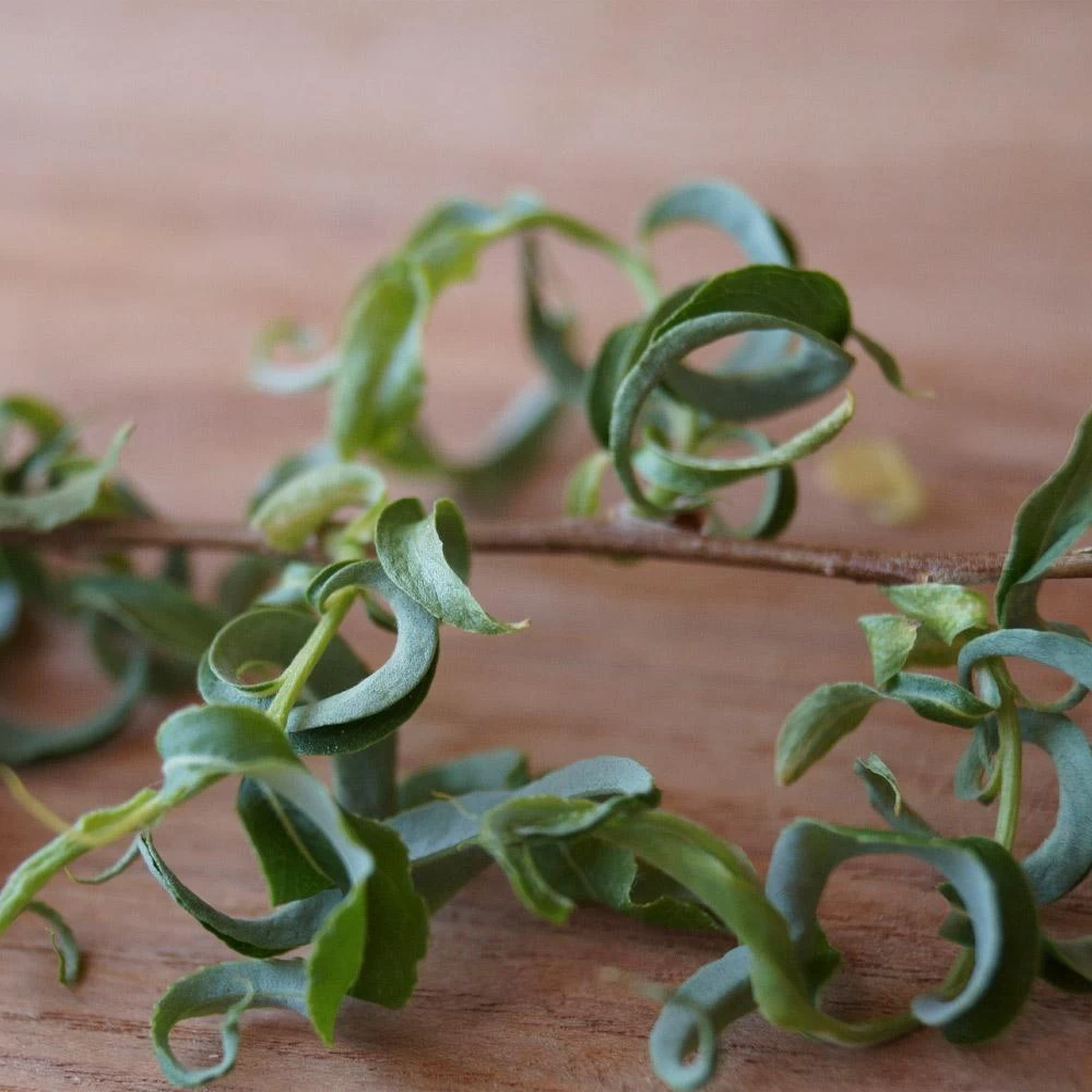 Corkscrew Willow Tree 7 Corkscrew Willow Tree - Image 5