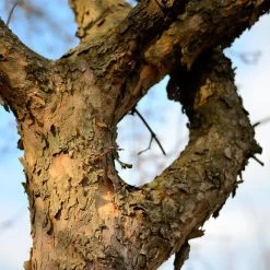 Cornelian Cherry Dogwood Tree -Garden-Plants Cornelian Cherry Dogwood