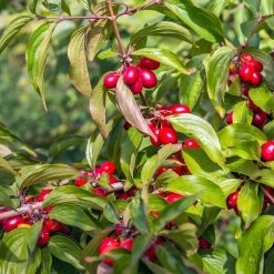 Cornelian Cherry Dogwood Tree -Garden-Plants Cornelian Cherry Dogwood 2 FGT