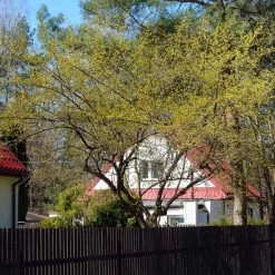 Cornelian Cherry Dogwood Tree -Garden-Plants Cornelian Cherry Dogwood 4 FGT