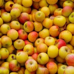 Cox's Orange Pippin Apple Tree -Garden-Plants Coxs Orange Pippen 2