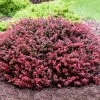 Crimson Pygmy Barberry Shrub -Garden-Plants Crimson Pygmy Barberry 2 FGT