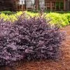 Crimson Fire™ Loropetalum -Garden-Plants Crimson Fire Loropetalum 600x600 5f561d19 9ca6 42fb 8a72 f4e025d133ab