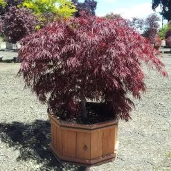 Crimson Queen Japanese Maple -Garden-Plants Crimson Queen Japanese Maple 1