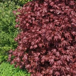Crimson Sentry Norway Maple Tree -Garden-Plants Crimson Sentry Maple 2 FGT