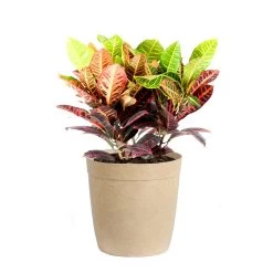 Croton 'Petra' Plant -Garden-Plants Croton Petra Delilah Tan Pot