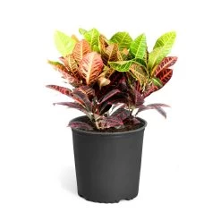 Croton 'Petra' Plant -Garden-Plants Croton Petra Standard Pot