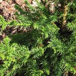 Black Dragon Cryptomeria -Garden-Plants Cryptomeria Black Dragon 3