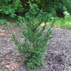 Black Dragon Cryptomeria -Garden-Plants Cryptomeria Black Dragon 4