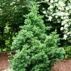 Black Dragon Cryptomeria -Garden-Plants Cryptomeria Black Dragon FGT 600x600 9cd5898a a453 4463 8500 45fbd2c94a22