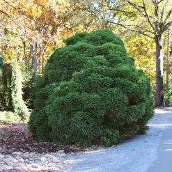Cryptomeria 'Globosa Nana' Shrub -Garden-Plants Cryptomeria Radicans 1 5a013f2a 9f79 4f42 98de 73ba60d03d17