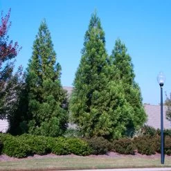 Cryptomeria Radicans -Garden-Plants Cryptomeria Radicans 2