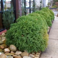 Cryptomeria 'Globosa Nana' Shrub -Garden-Plants Cryptomeria Radicans 2 3165d994 5f65 4559 9565 a9ab498ac1dd
