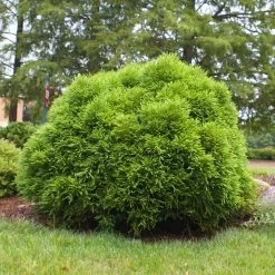 Cryptomeria 'Globosa Nana' Shrub -Garden-Plants Cryptomeria Radicans 3