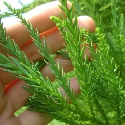 Cryptomeria Radicans -Garden-Plants Cryptomeria Radicans 4