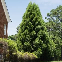 Cryptomeria Radicans -Garden-Plants Cryptomeria Radicans 5