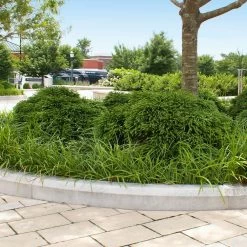 Cryptomeria 'Globosa Nana' Shrub -Garden-Plants Cryptomeria Radicans 5 1b1b9abd 7f86 4bef bc80 cb1e72effa46