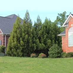 Cryptomeria Radicans -Garden-Plants Cryptomeria Radicans 6