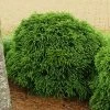 Cryptomeria 'Globosa Nana' Shrub -Garden-Plants Cryptomeria Radicans 600x600 99218423 fc21 4960 9e8d 861b80f63d4c