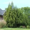 Yoshino Japanese Cedar -Garden-Plants Cryptomeria Yoshino FGT 600x600 f6fd6716 bc05 496c 9aa4 eb10a2750c8f