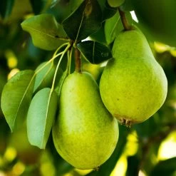 5-in-1 Pear Surprise Tree -Garden-Plants DAnjou Pear 2FGT 73383108 937f 4acd a537 a189c0e02da1